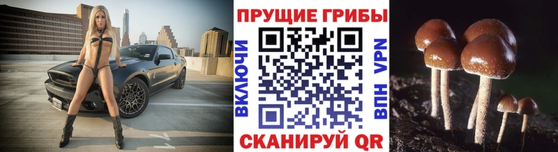 Купить  Коломна  Псилоцибиновые грибы Magic Shrooms 